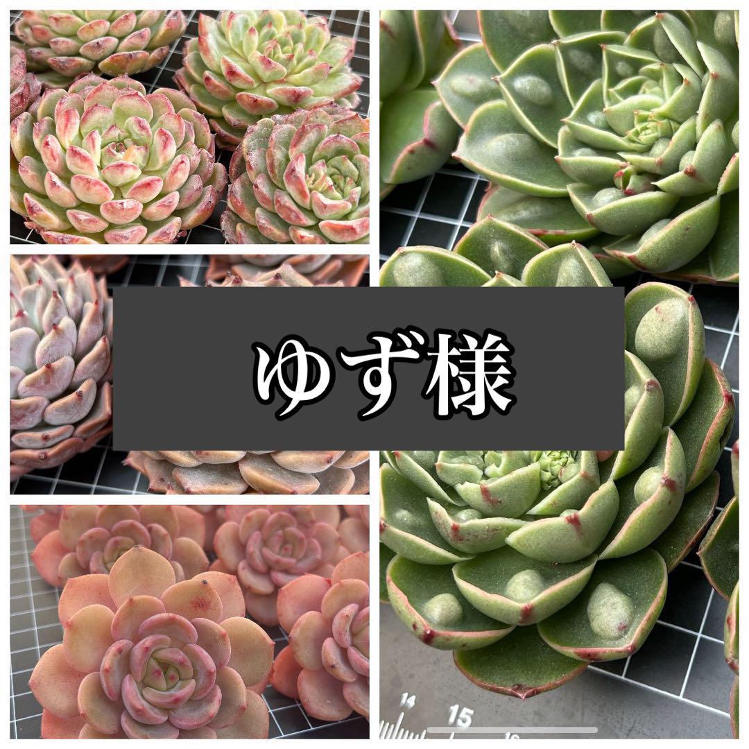 【速達】ゆず様