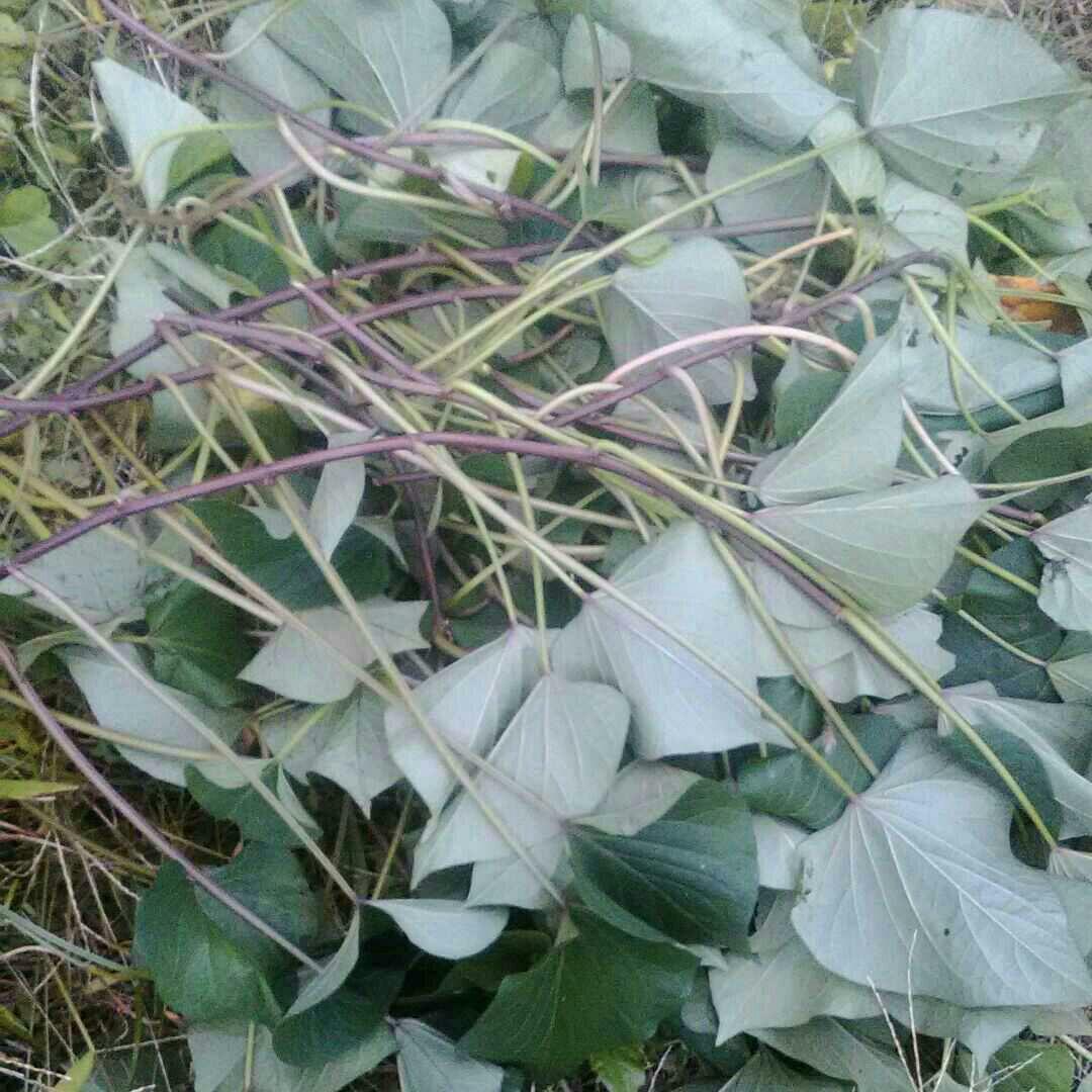 甘藷 甘蔗 蔓 茎 葉 サツマイモ さつまいも つる くき 葉っぱ 薩摩芋はっぱ メルカリ 甘藷 甘蔗 蔓 茎 葉 サツマイモ さつまいも つる くき 葉っぱ 薩摩芋はっぱ メルカリ