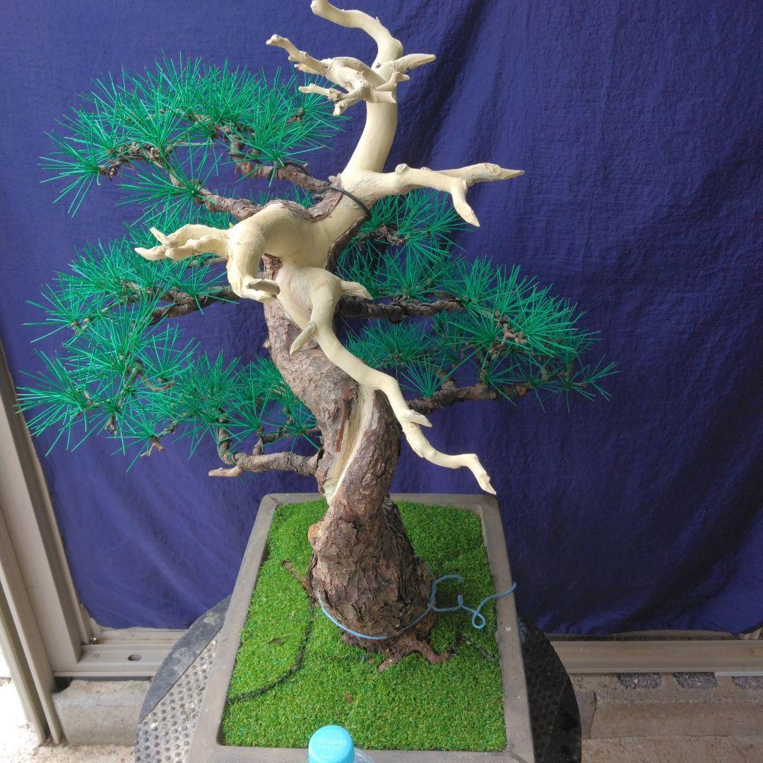 インテリア盆栽 黒松