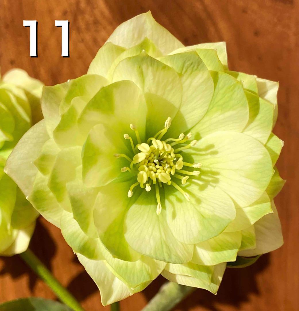 クリスマスローズ苗