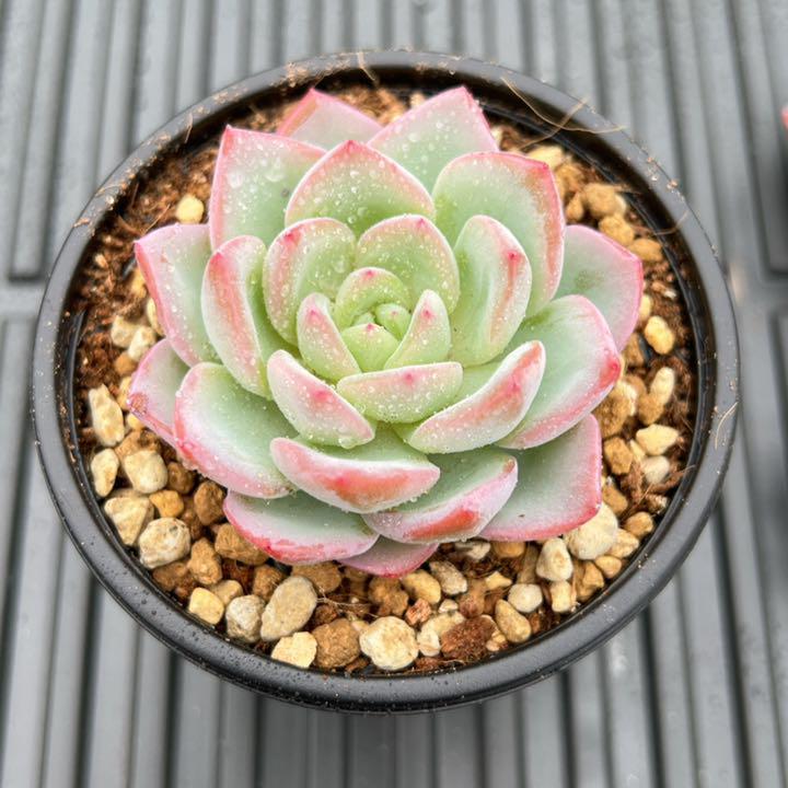多肉植物 ティアモ 韓国苗 87