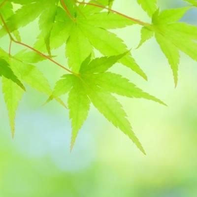 根鉢含まず