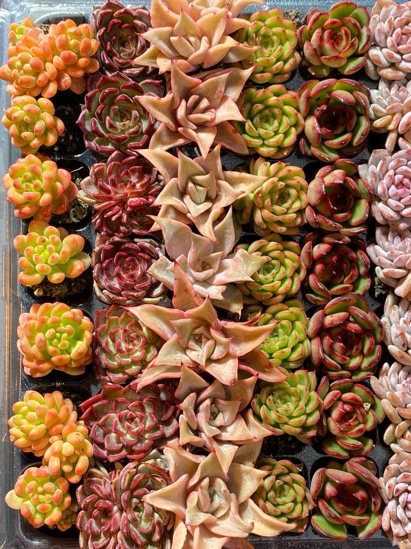 詰め合わせ 多肉植物やや傷や汚れあり