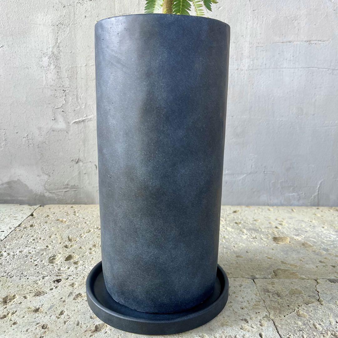 エバーフレッシュ 曲がり 天然苔盆栽仕立て 陶器鉢 植え込み発送