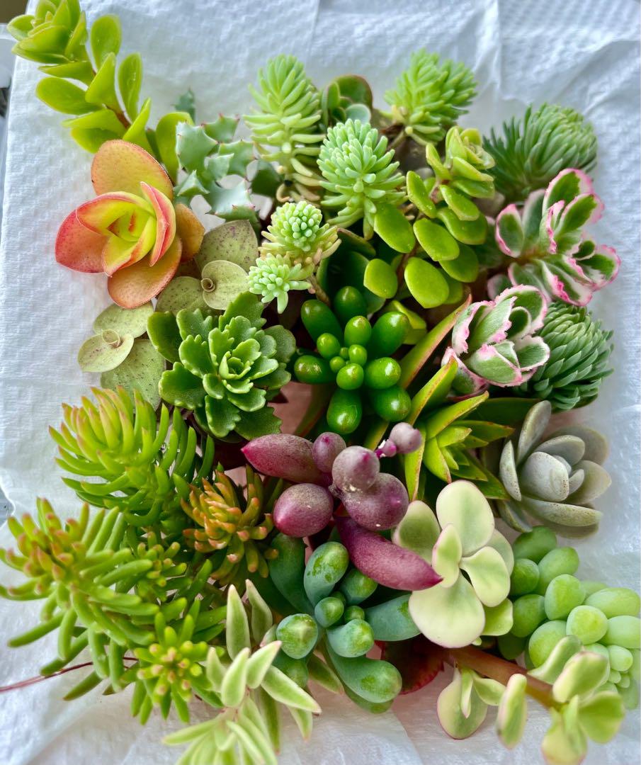 85. おまかせ 多肉植物 カット苗セット 寄せ植え 詰め合わせ