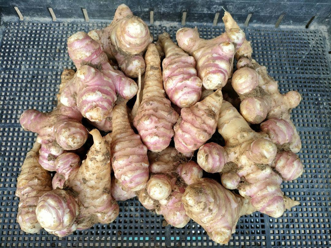 土付きお得な紫菊芋20.0kg（農薬化学肥料不使用)