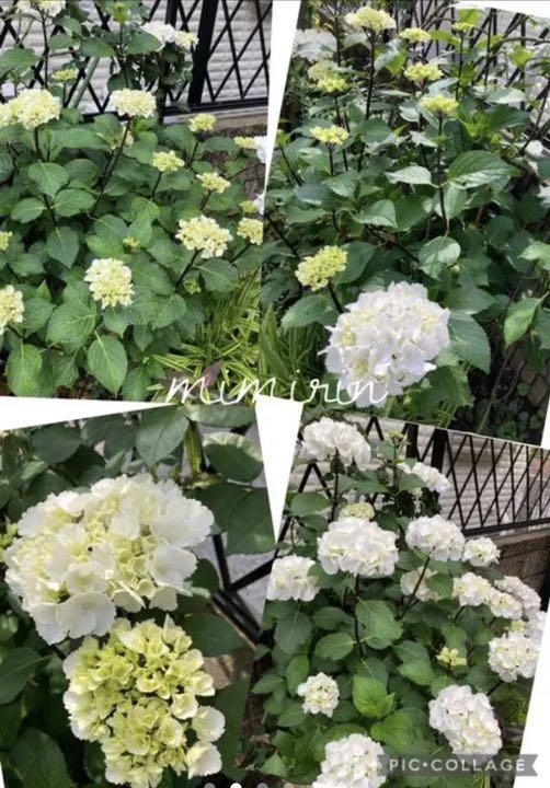 紫陽花b 黒茎 ゼブラ 黒軸 アジサイ 苗 シック 挿し木苗 メルカリ 紫陽花b 黒茎 ゼブラ 黒軸 アジサイ 苗 シック 挿し木苗 メルカリ