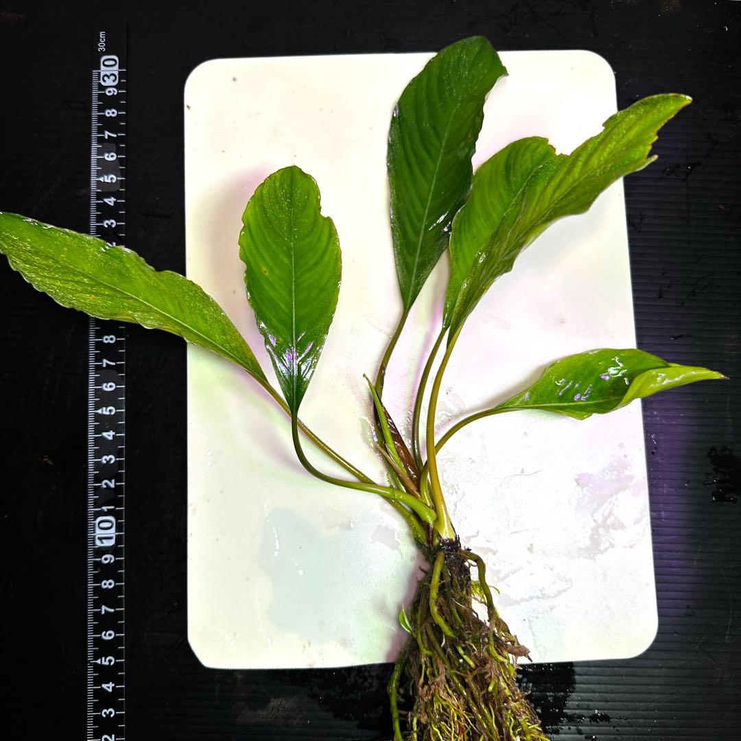 ブセファランドラ variegata Pipto 白系なし