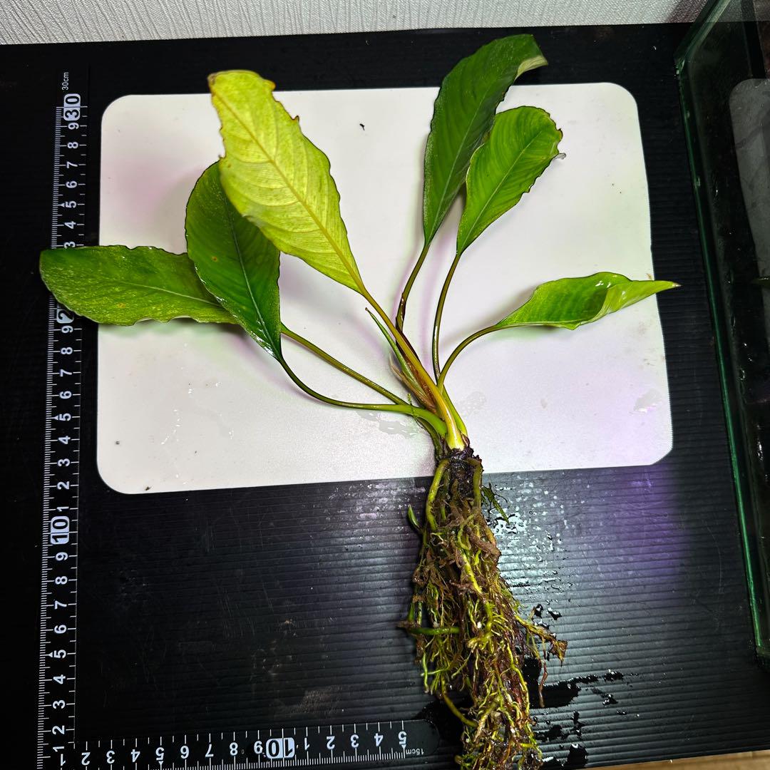 ブセファランドラ variegata Pipto 白系なし