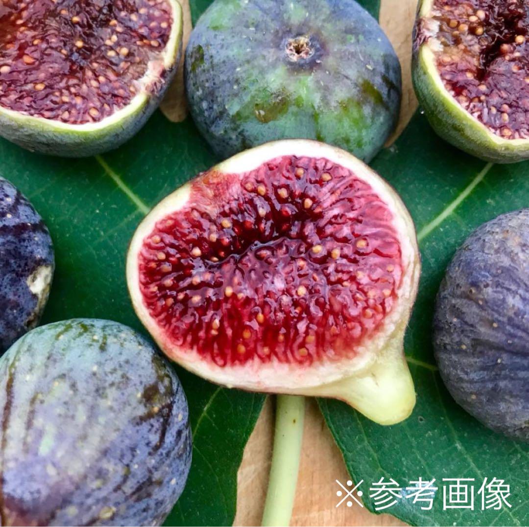 超超超希少品種Cessac穂木1本