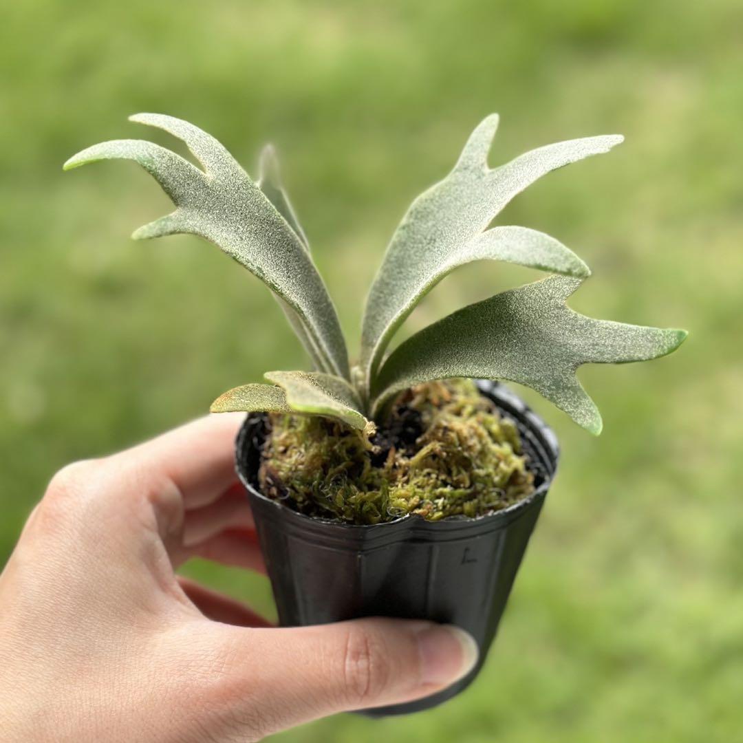 P. willinckii ’Jenny’ TC 1613