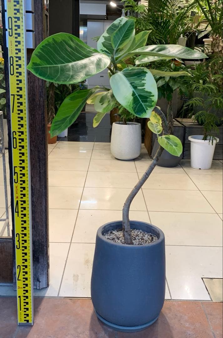 フィカス アルテシマ 曲がり ファイバー鉢 お皿付き