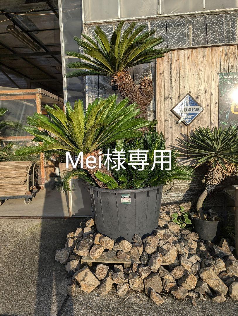 Mei　19 5