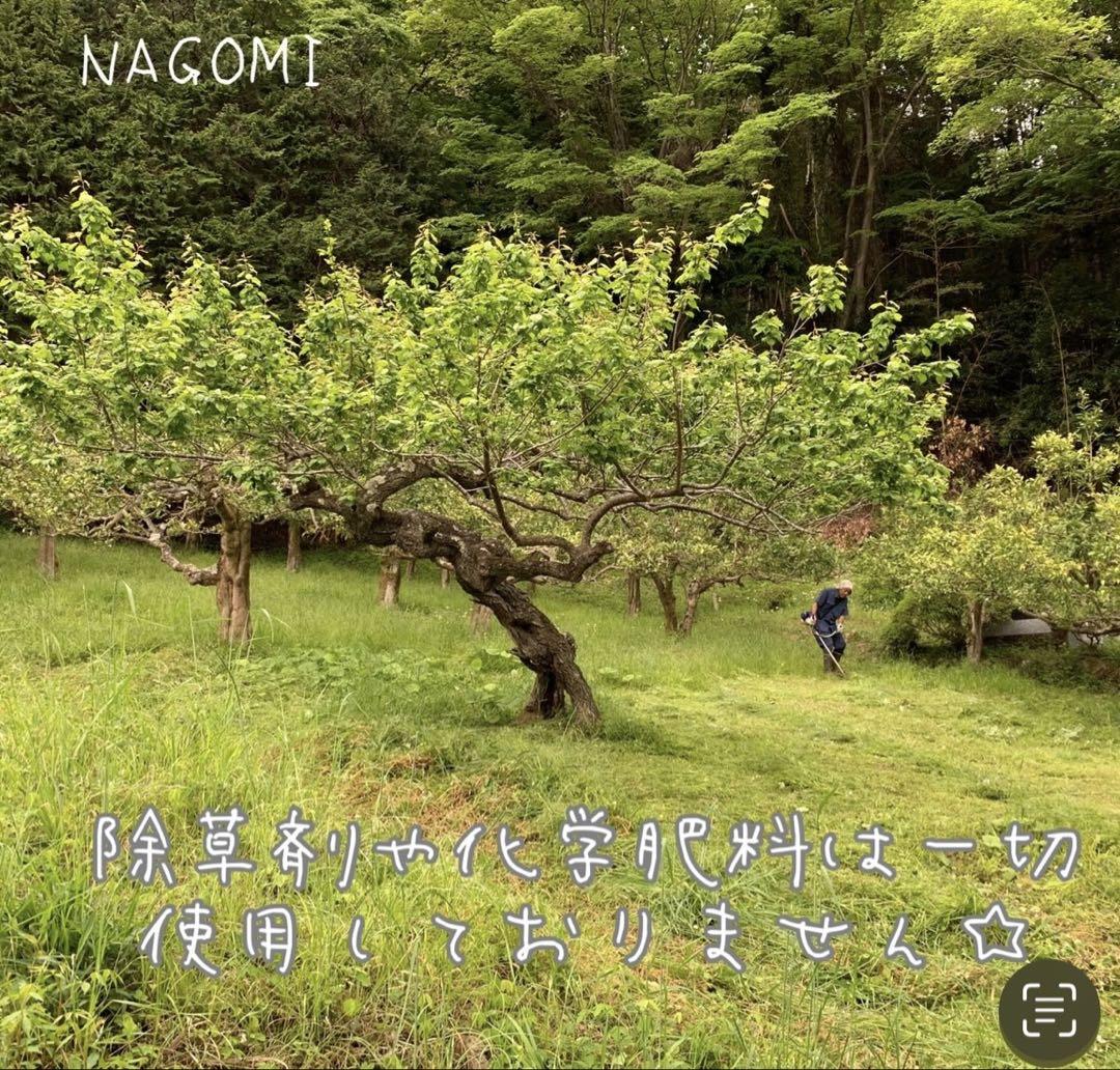 NAGOMIの青梅 5kg 農薬不使用