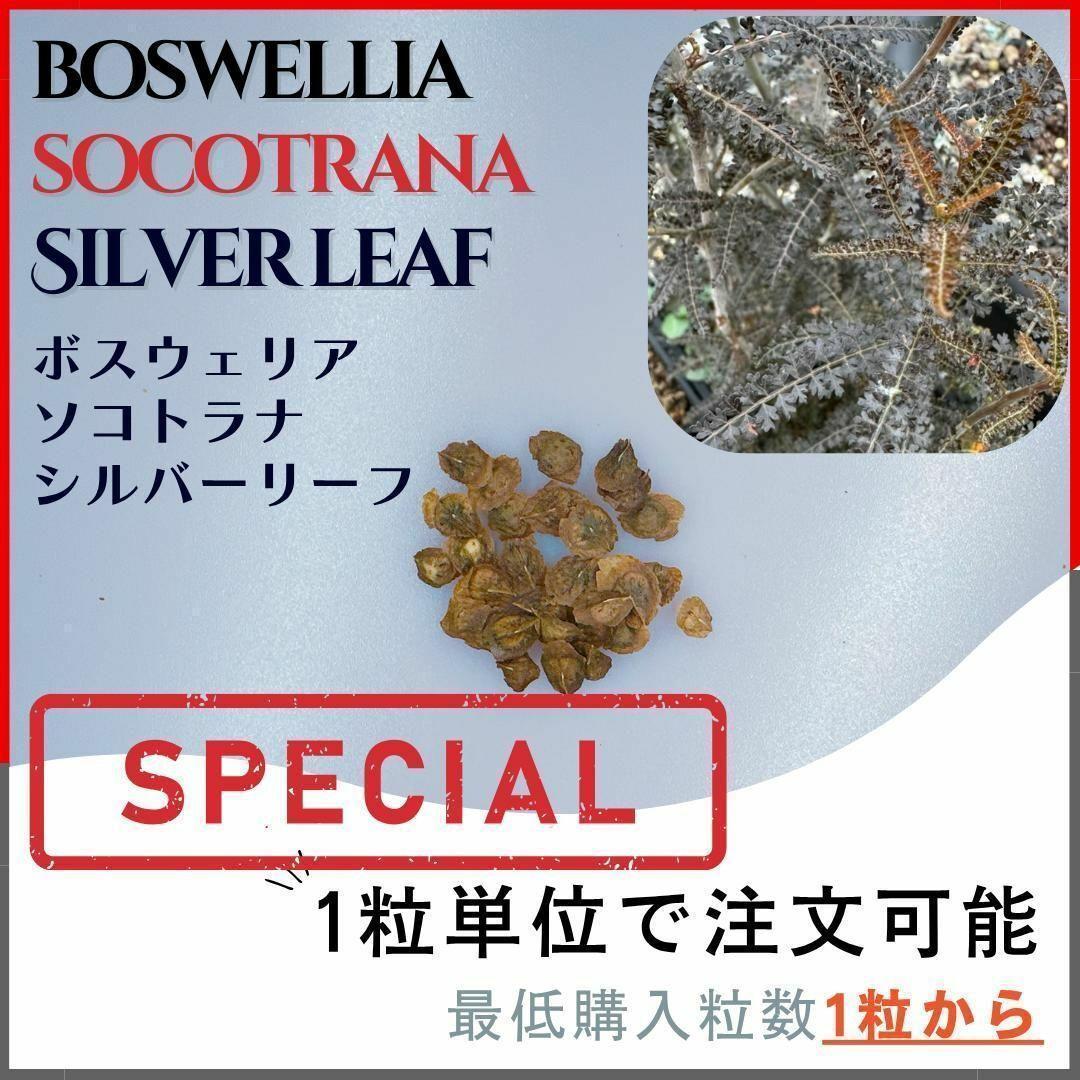 c*i様 Boswellia socotrana　ボスウェリアソコトラナ 種子 ボスウェリアソコトラナ Boswellia socotrana ｜🍀GreenSnap