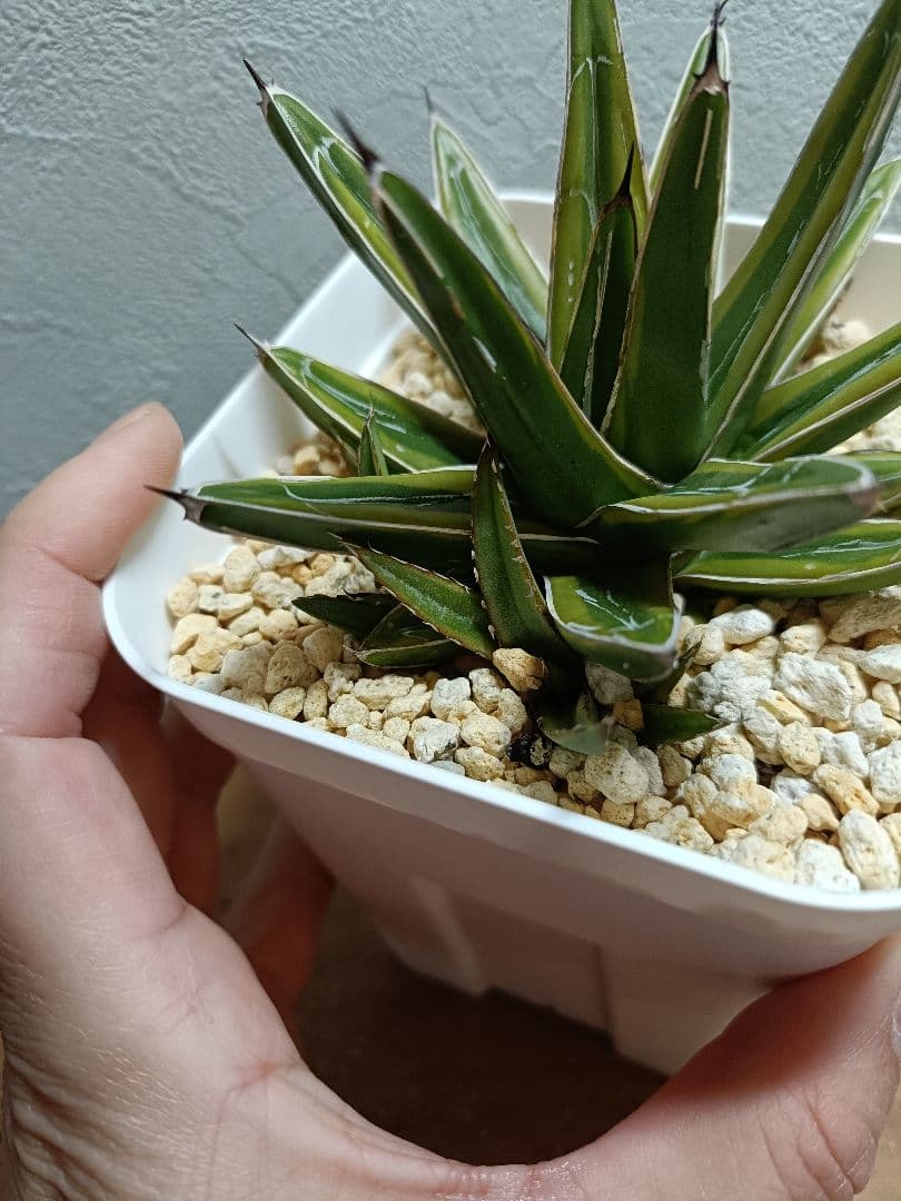 SN-2 SN2 吉永 笹の雪 黄覆輪 アガベ 子株 SN-2 SN2 吉永 笹の雪 黄覆輪 アガベ 子株