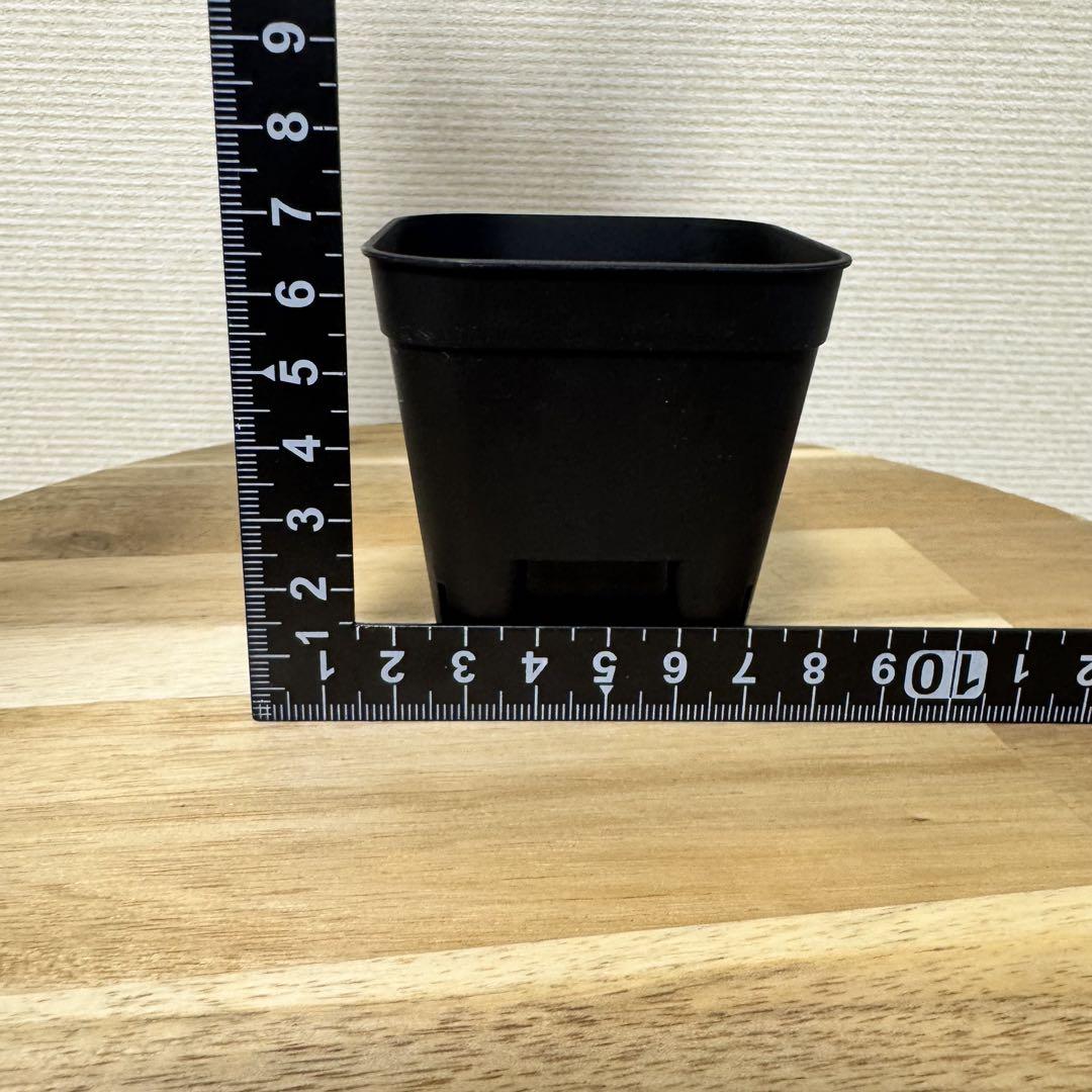 1鉢