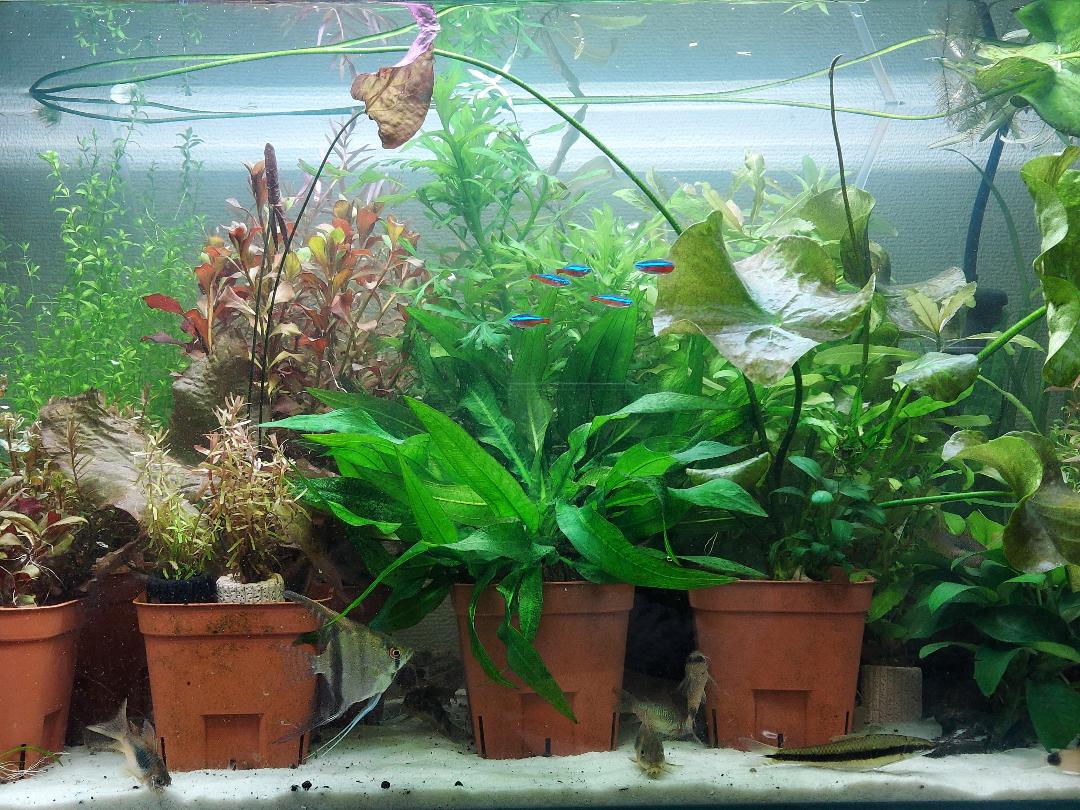 メルカリ 匿名配送 レッド ルドウィジア 5本 黒 魚用品 水草 599 中古や未使用のフリマ メルカリ 匿名配送 レッド ルドウィジア 5本 黒 魚用品 水草 599 中古や未使用のフリマ