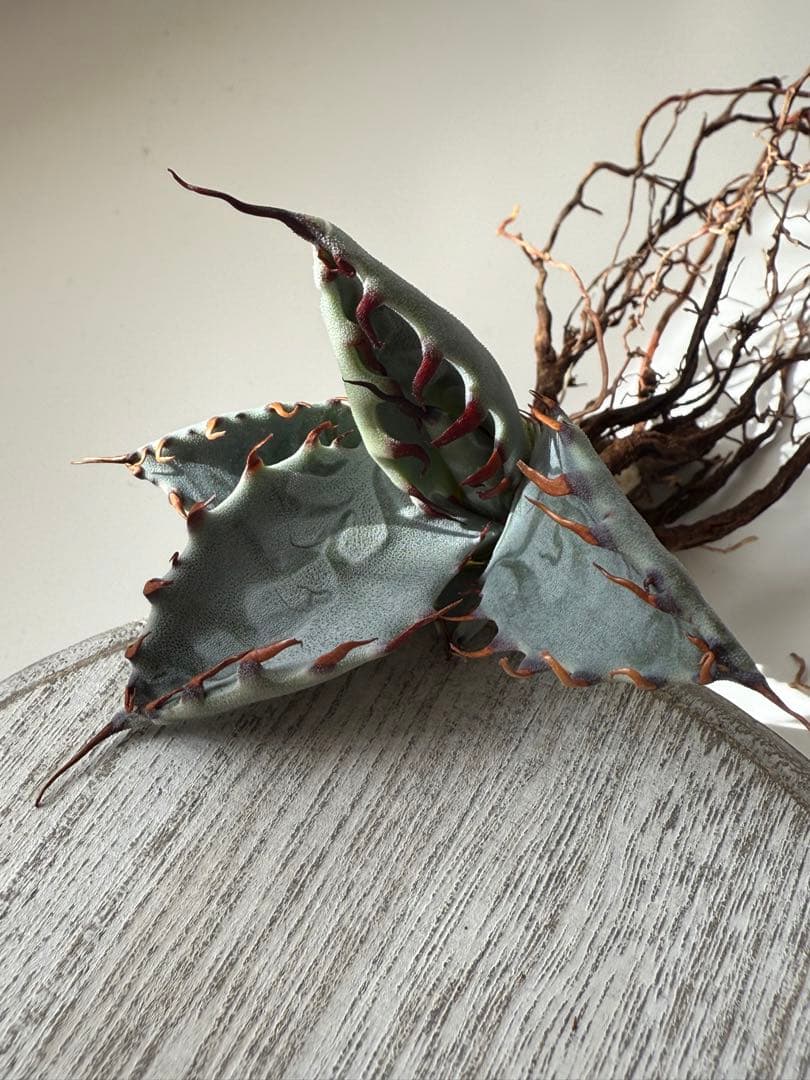 アガベ ゼブラスクエアトゥース 子株付き！発根済み