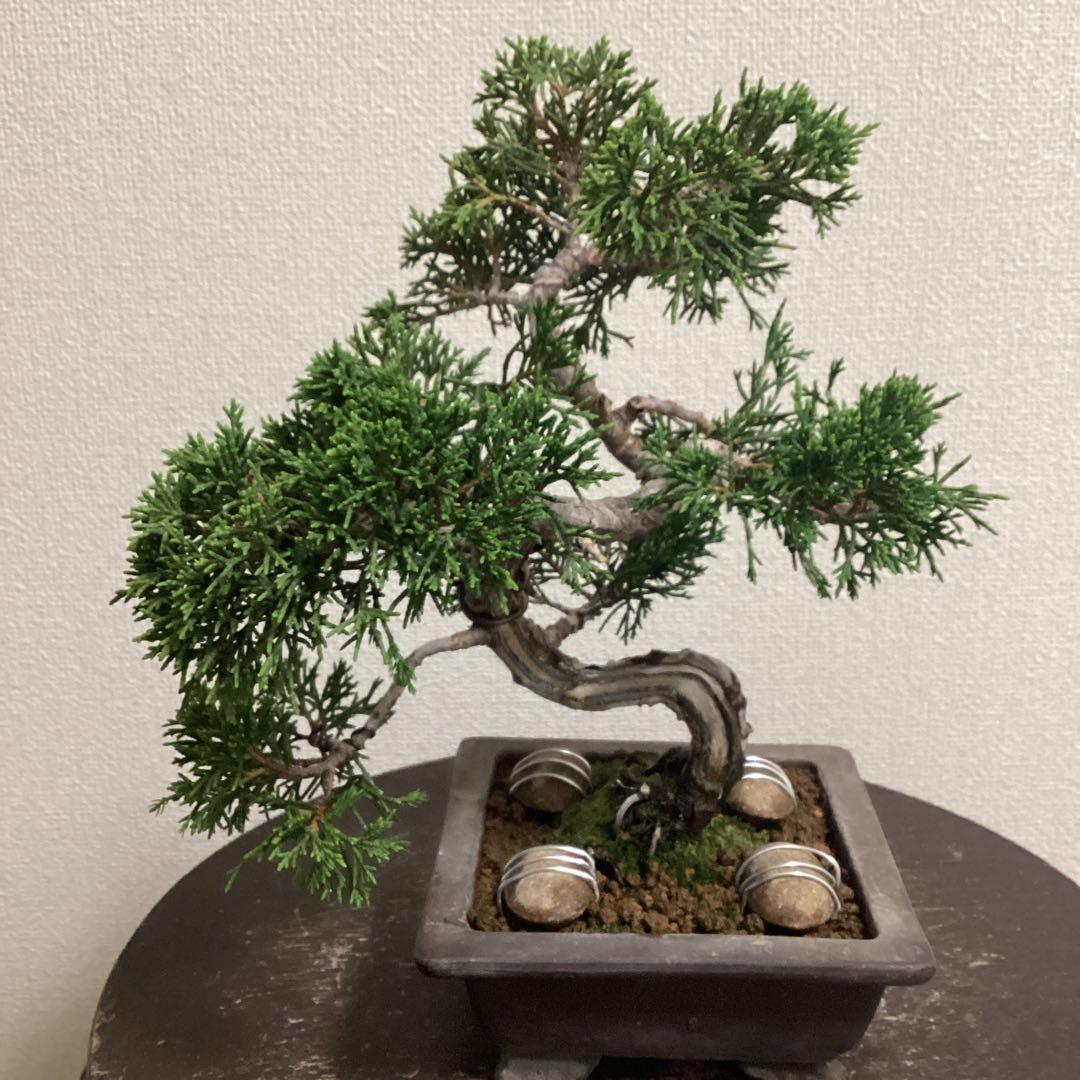 見る角度で姿を変える小品盆栽 糸井川真柏 作品名【変幻龍】 見る角度で姿を変える小品盆栽 糸井川真柏 作品名【変幻龍】