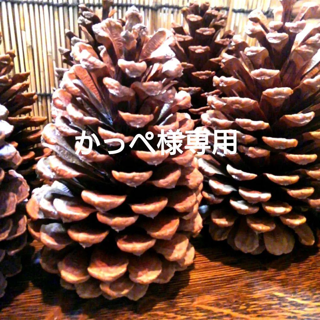 大きな松ぼっくり(14cmサイズ)