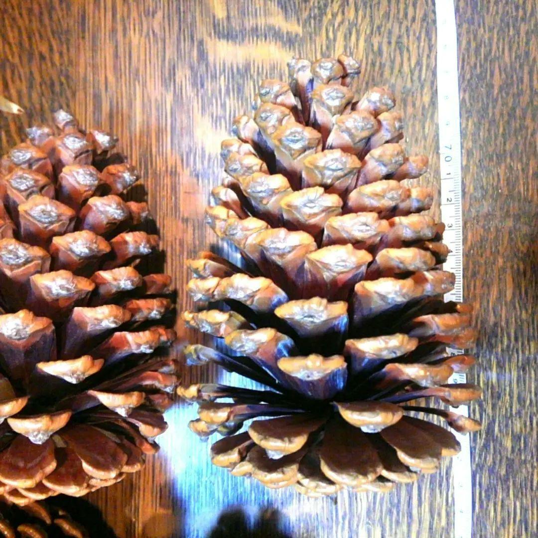 大きな松ぼっくり(14cmサイズ)