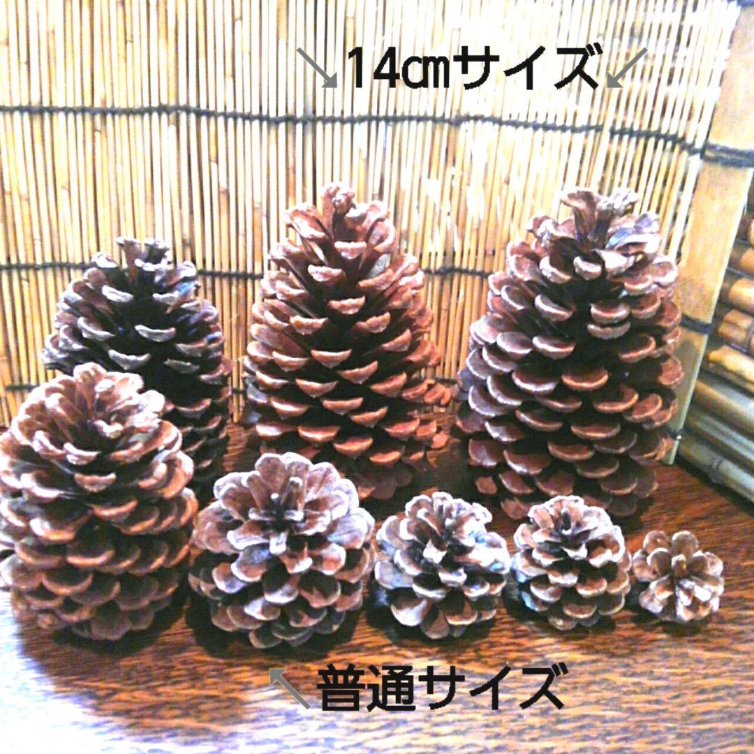 大きな松ぼっくり(14cmサイズ)