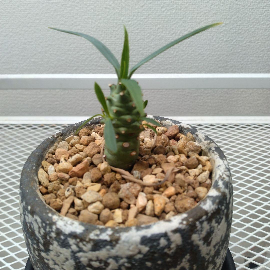 ユーフォルビア エチュベルクローサ