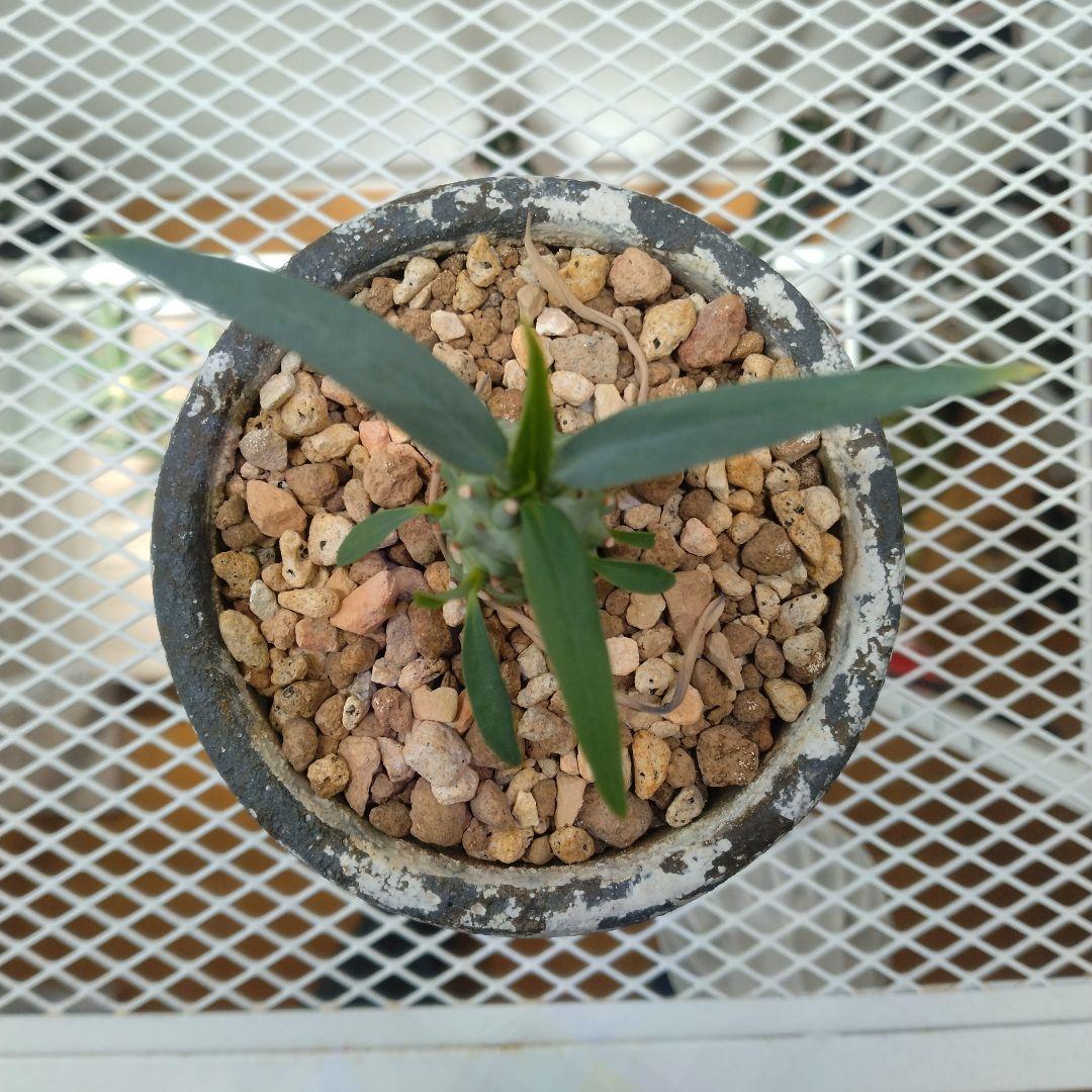 実生目立った傷や汚れなし