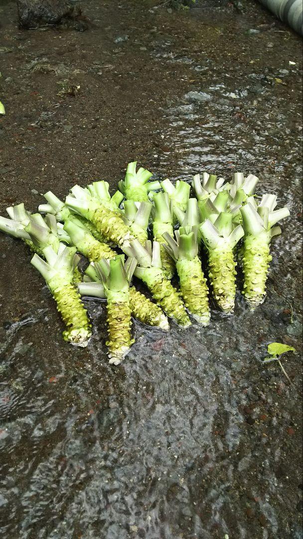 伊豆天城産山葵訳あり500ｇ