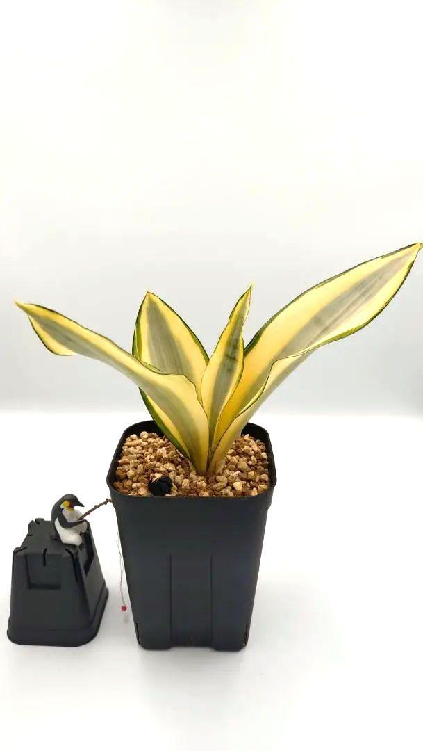 サンスベリア ムーンシャイン　スプラッシュ