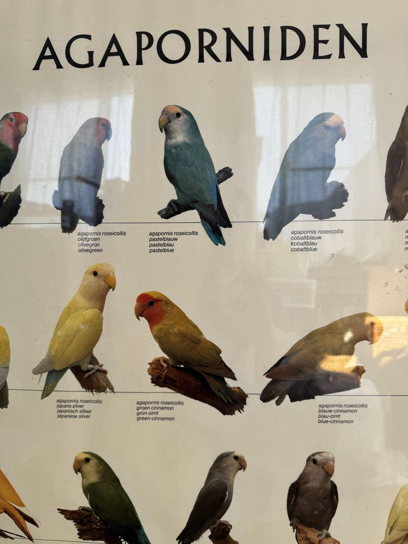 【独法師】其の1 業務用飼い鳥展示用ポスター　インコ、オウム、色変わり