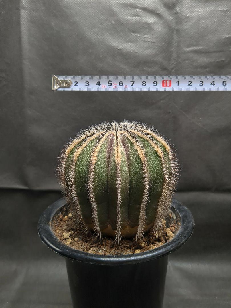 Uebelmannia pectinifera　ユーベルマニア　ペクチニフェラ
