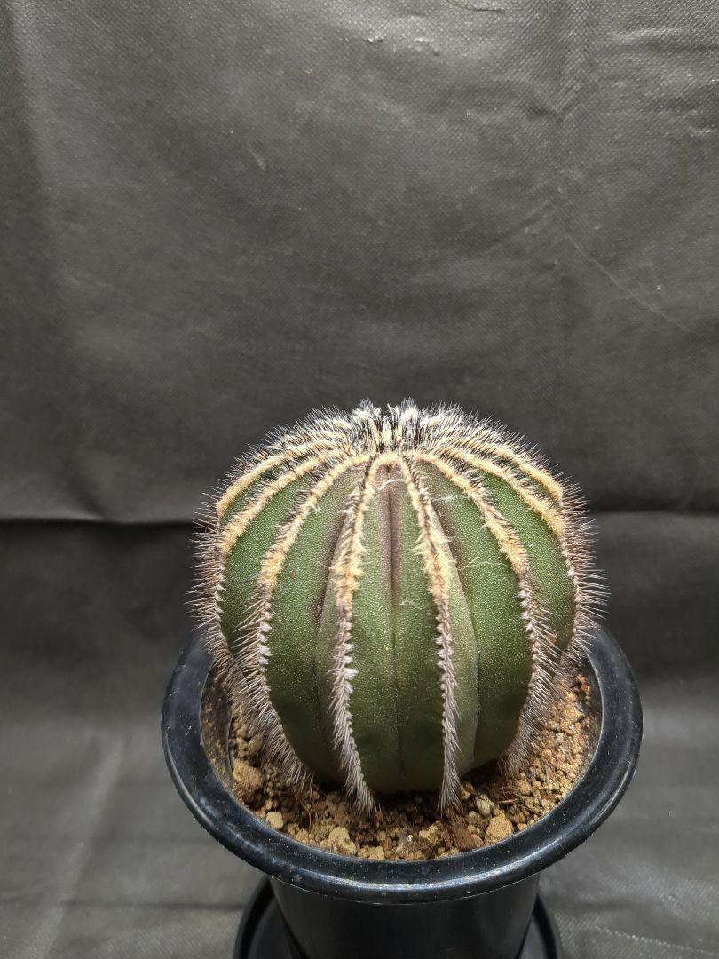 Uebelmannia pectinifera　ユーベルマニア　ペクチニフェラ