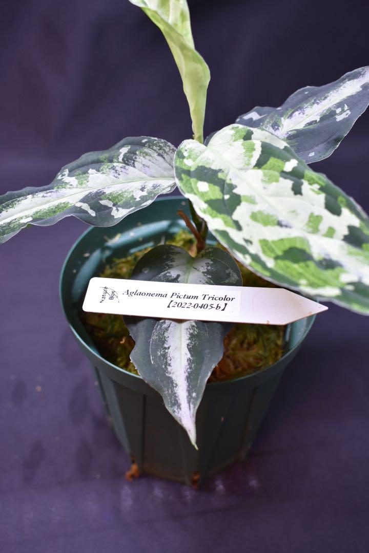 Aglaonema Pictum Dark color | 希少植物の販売 アグラオネマ