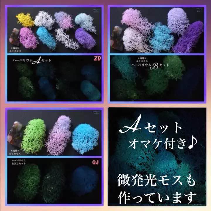 琉球✴︎ ルミカモスのコト ✴︎2019✴︎{ご注文ページ} ハーバリウム ラッピング無料 ✴︎2019✴︎{ご注文ページ} 琉球✴︎ ルミカモスのコト ✴︎2019✴︎{ご注文ページ} ハーバリウム ラッピング無料 ✴︎2019✴︎{ご注文ページ}