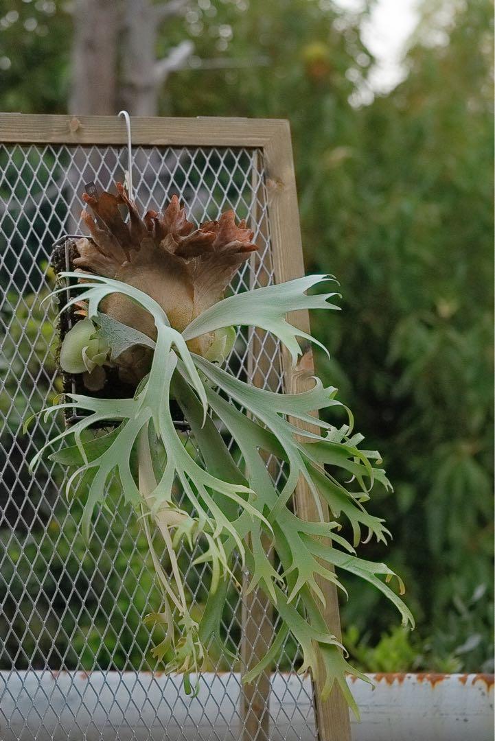 P.willinckii月光爪哇Pups