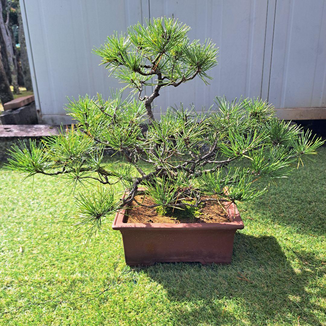 盆栽 bonsai