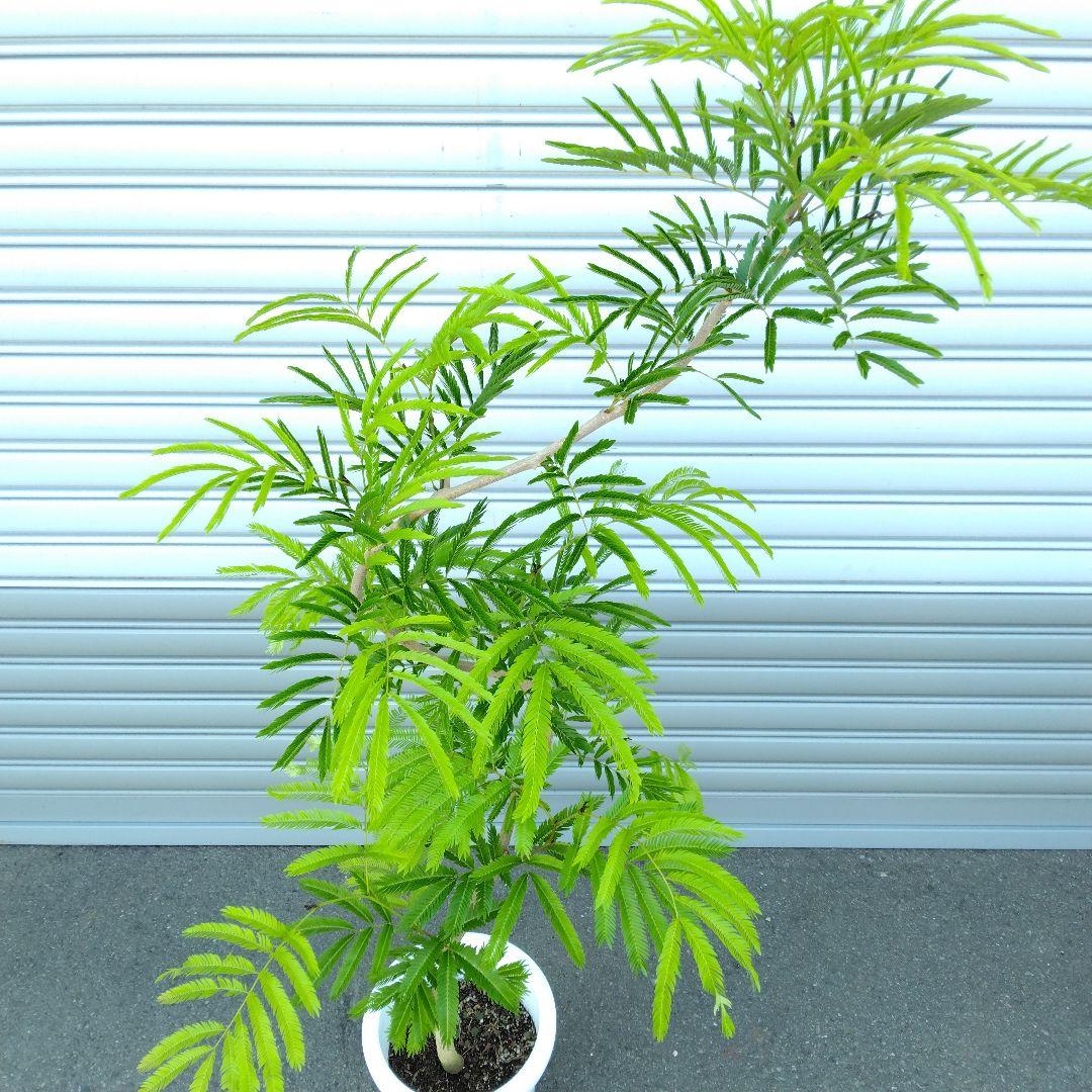 現品】エバーフレッシュ曲がり 大型観葉植物 高さ135◎ 花・実