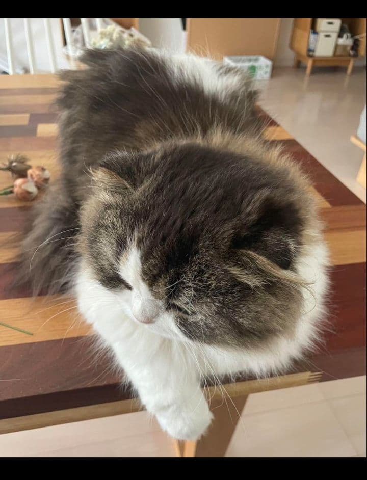 テトラポット様専用 羊毛フェルトオーダー全身Mサイズ