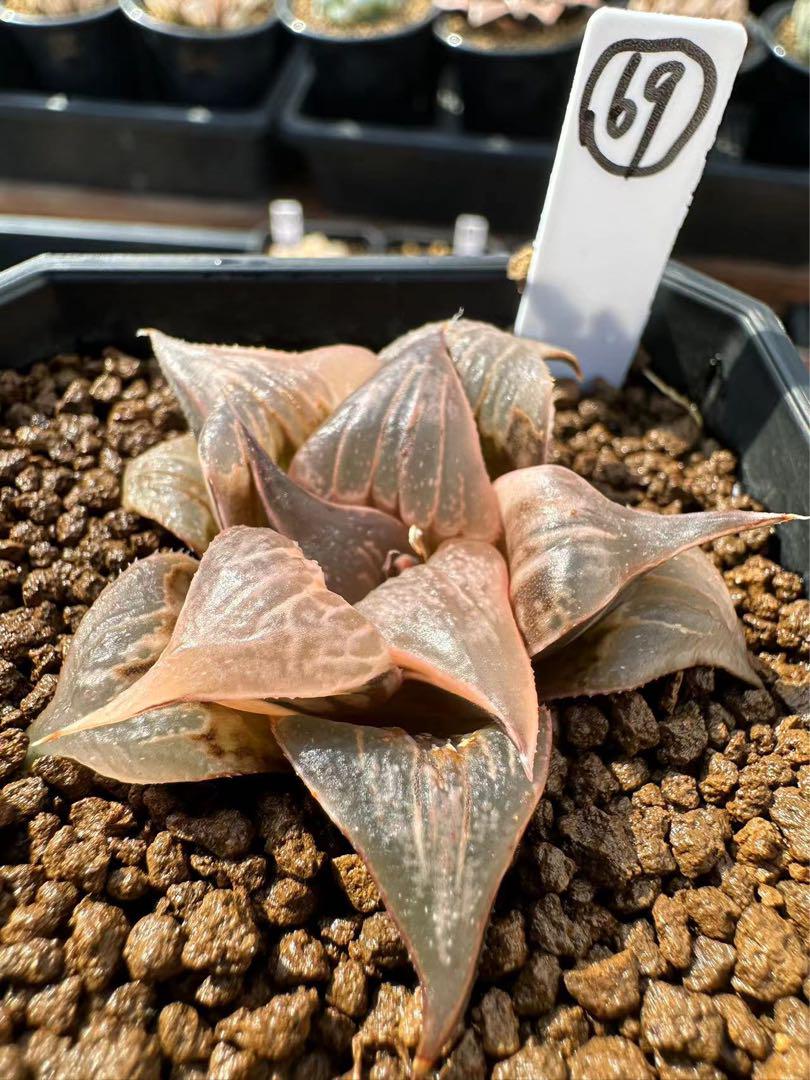 69a番　ハオルチア 多肉植物 Pinky錦　自家繁殖