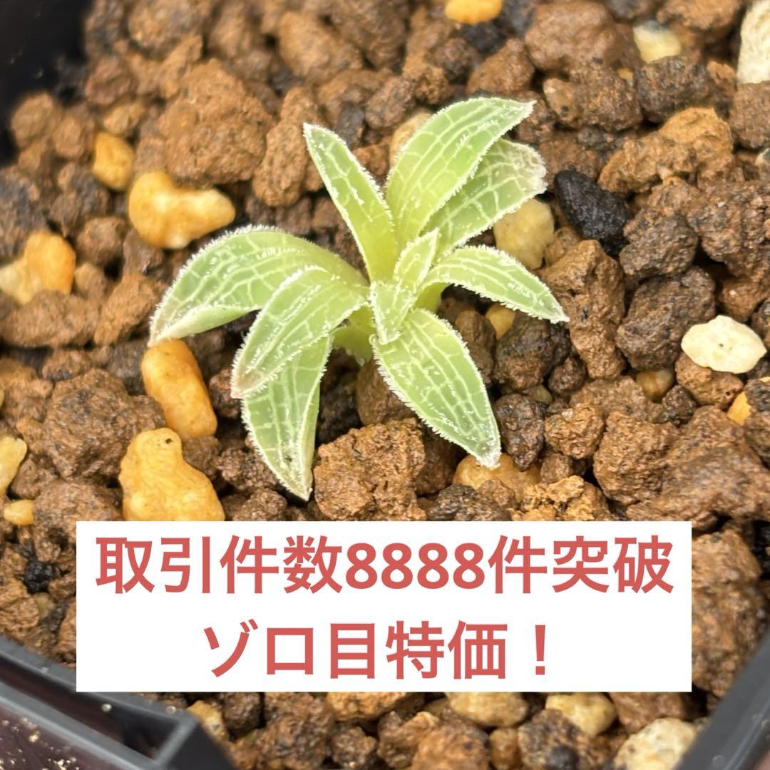 ゾロ目特価！ ブルビネ マルガレサエ 塊根 冬型 球根 コーデックス 2