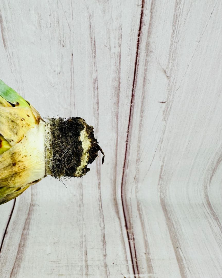 81 アガベ ユタエンシス エボリスピナ 81 アガベ ユタエンシス エボリスピナ