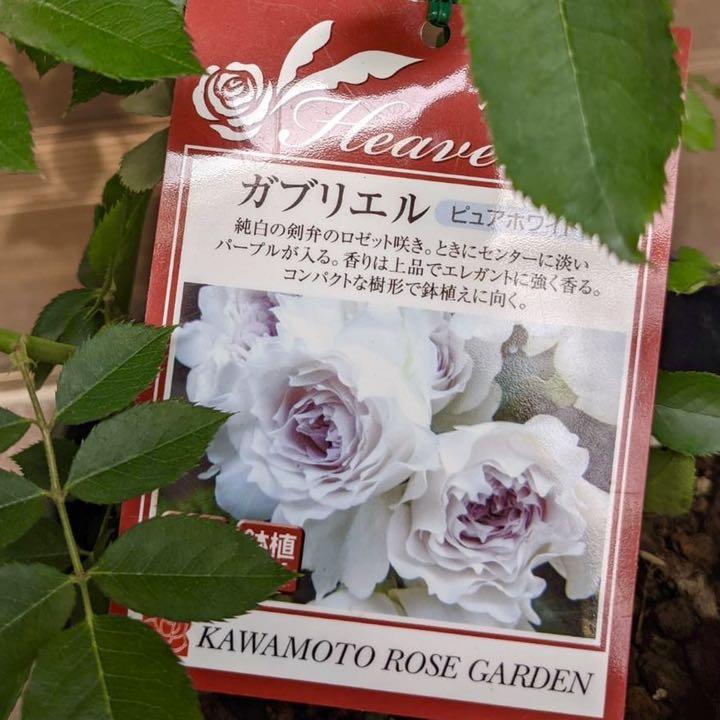 限定セール 接木大苗 正規品 大天使の名前を持つ神秘的薔薇 超強香 薔薇苗 薔薇 香りバラ 定番人気