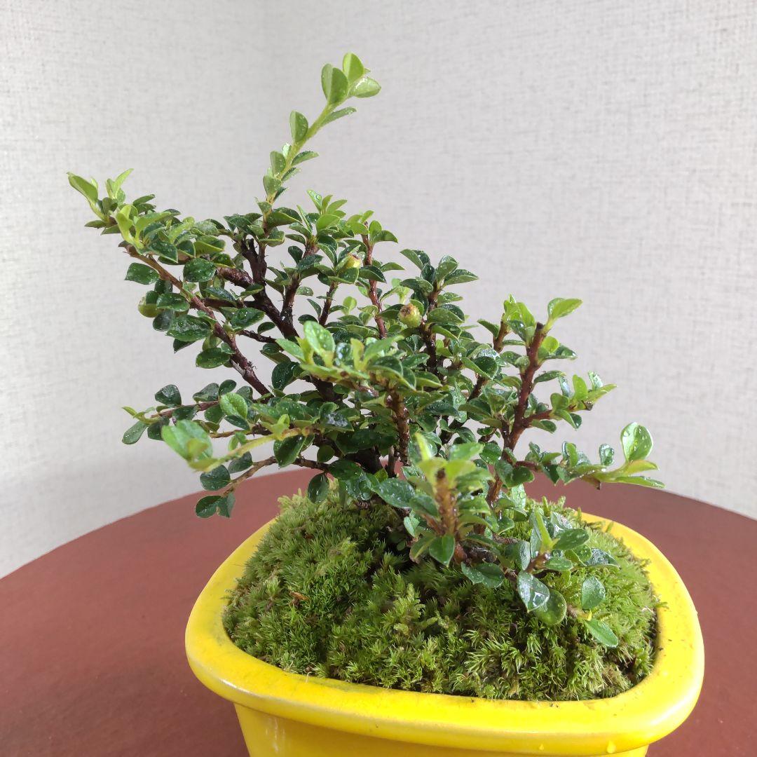 変わらぬ愛☆赤い実が付く、紅紫檀の盆栽 素敵な盆栽鉢付き 変わらぬ愛☆赤い実が付く、紅紫檀の盆栽 素敵な盆栽鉢付き