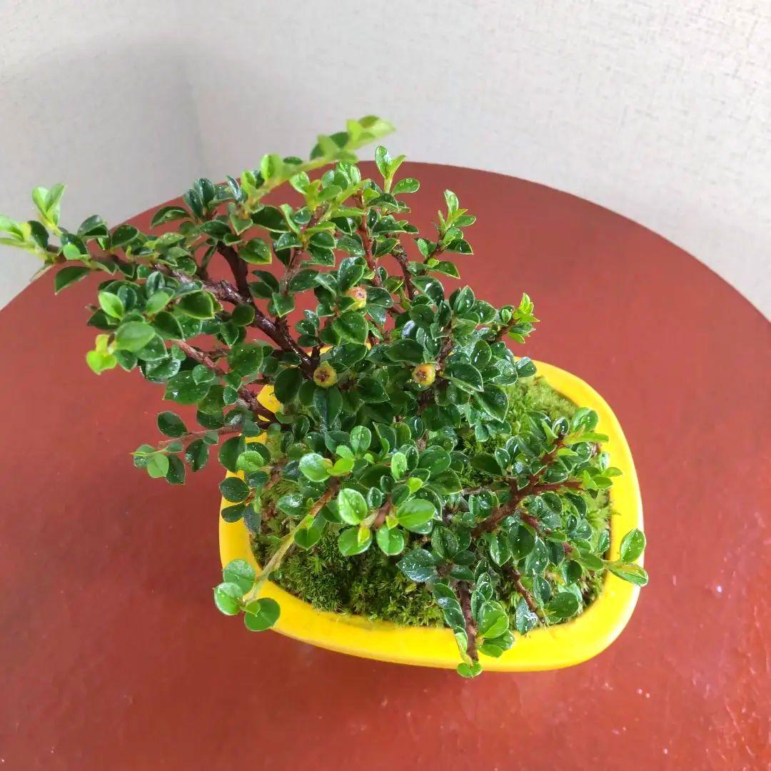 変わらぬ愛☆赤い実が付く、紅紫檀の盆栽 素敵な盆栽鉢付き 変わらぬ愛☆赤い実が付く、紅紫檀の盆栽 素敵な盆栽鉢付き