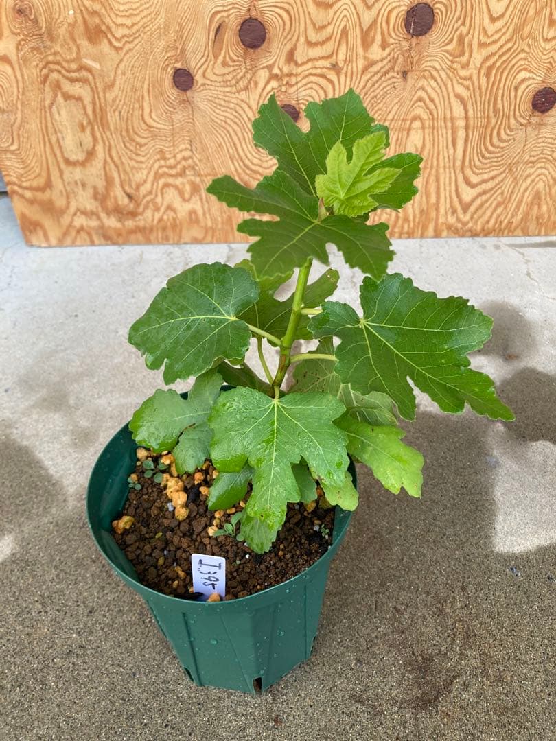 挿し木苗目立った傷や汚れなし