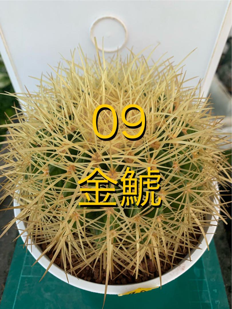 09 金鯱 鉢付 Echinocactus grusonii - メルカリ