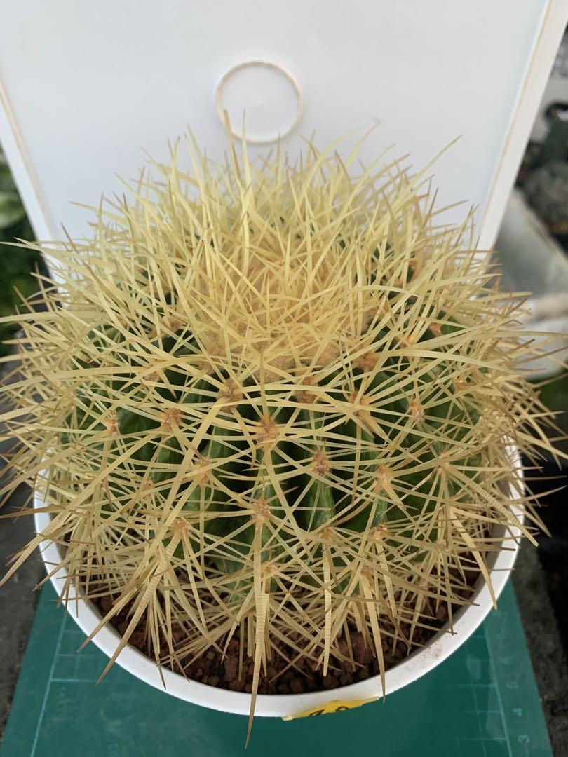み*ん様 レア！ボカサナモンスト 自根 鉢植え メルカリ便送料込み 白洋丸 自根 鉢植えメルカリ便送料込み - メルカリ