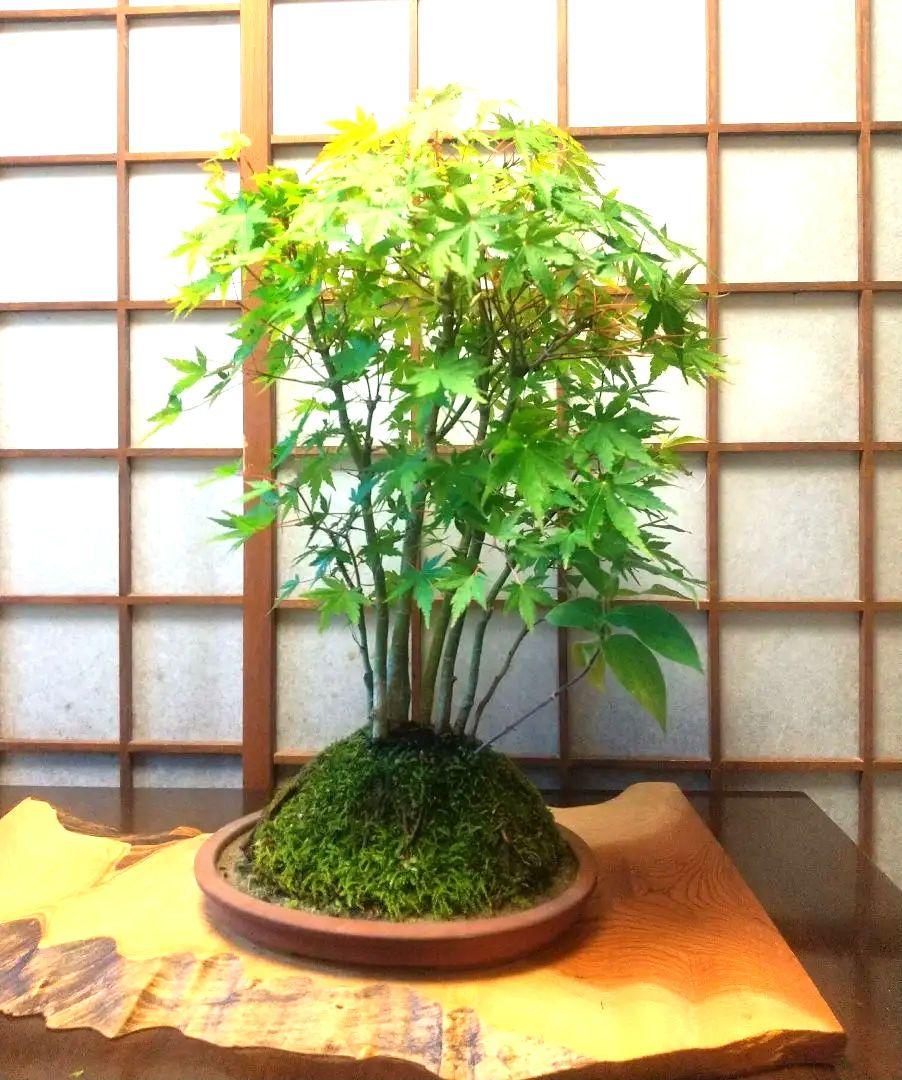 K！ もみじ盆栽！石付き盆栽！根上がり盆栽！紅葉！雑木盆栽！ もみじ盆栽！石付き盆栽！根上がり盆栽！紅葉！雑木盆栽